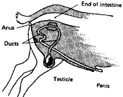 Does a female sheep have the same anatomical genitalia as a。